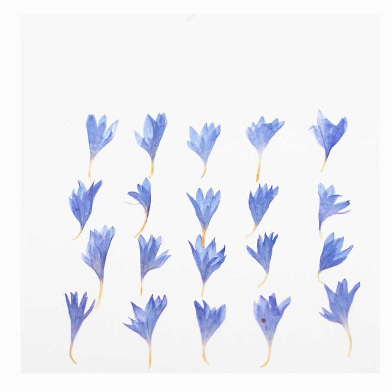 60pcs Mini Pressed Dried Flowe - Resin Art Case recension och pris